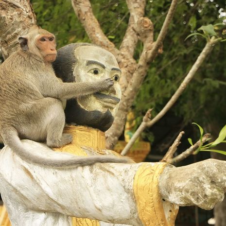 Aapje bij de tempel, Battambang, Cambodja